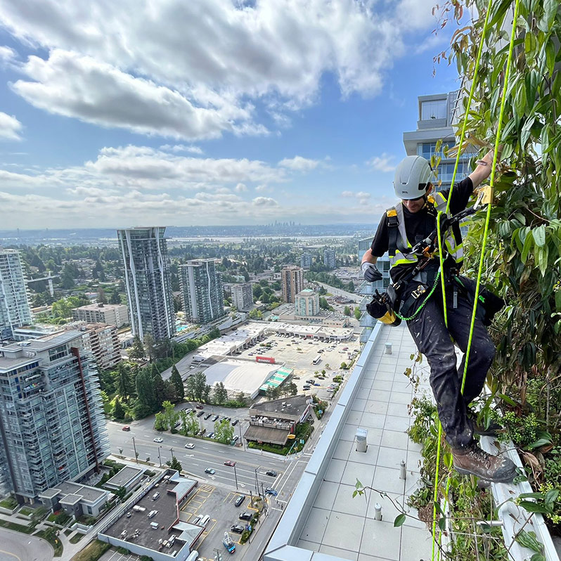 A rope access technician hangs in front of and tends to vertical garden on the side of a highrise with the city in the background